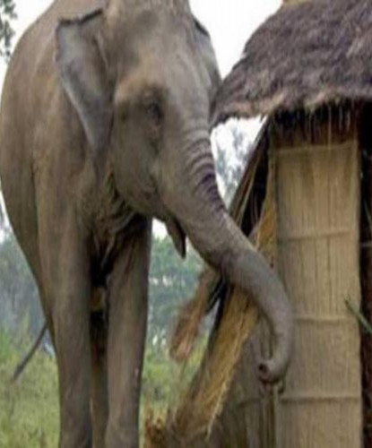 हात्तीको बथानले घर भत्काउँदा पीडित परिवारको बिजोग